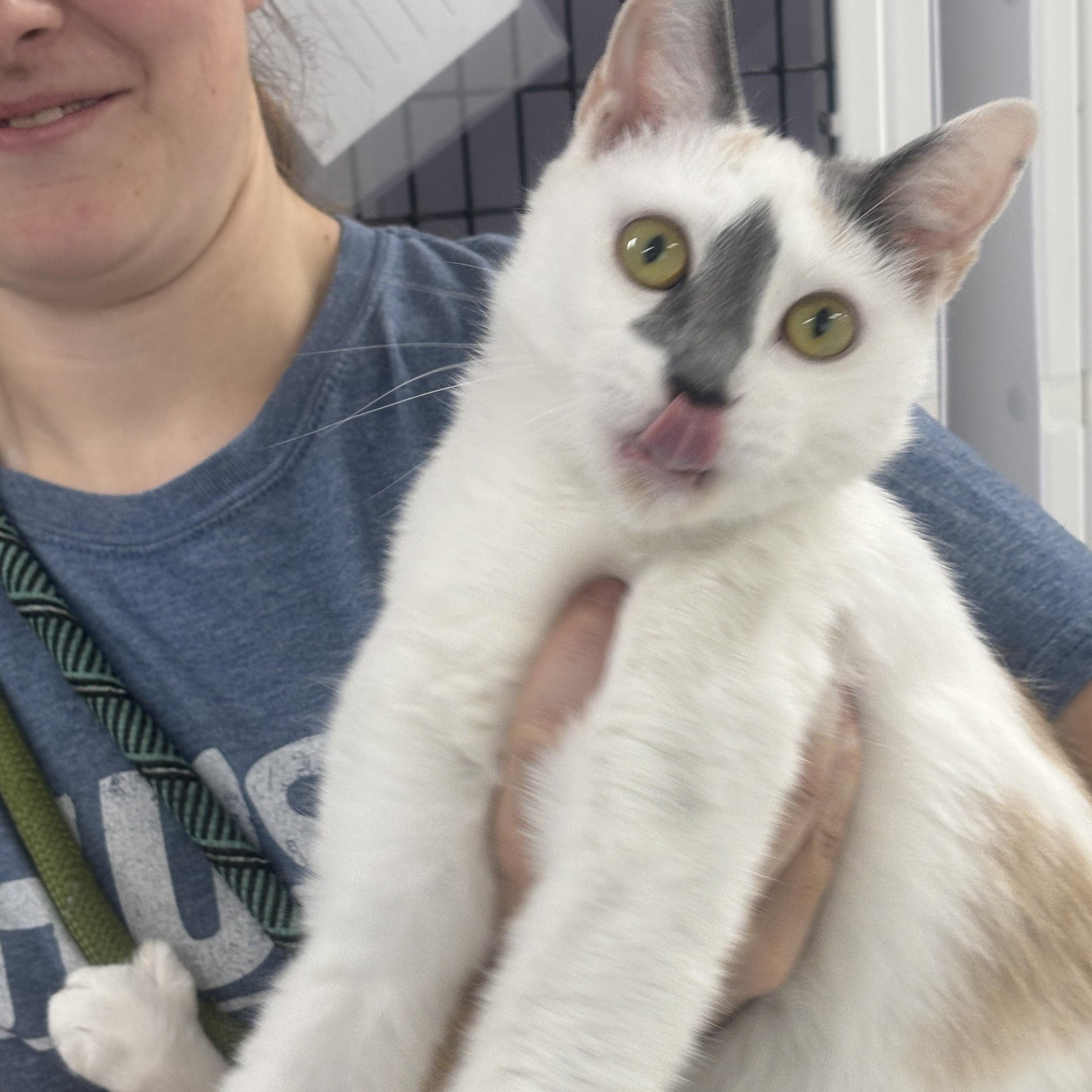 Enlarge Momma, a Adopted Calico in Rogersville, TN image 2/2