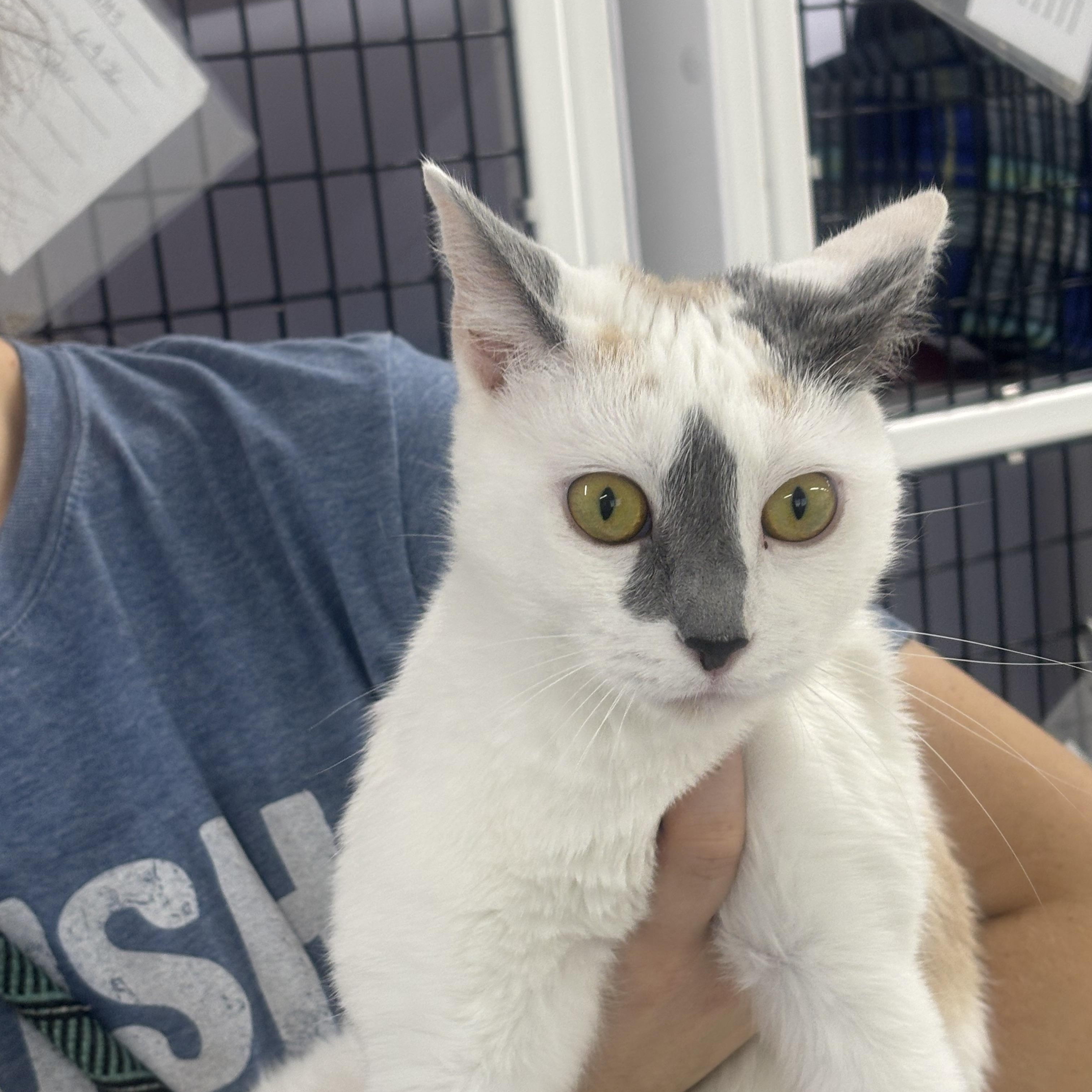 Momma, Adopted, Young Female Calico.
