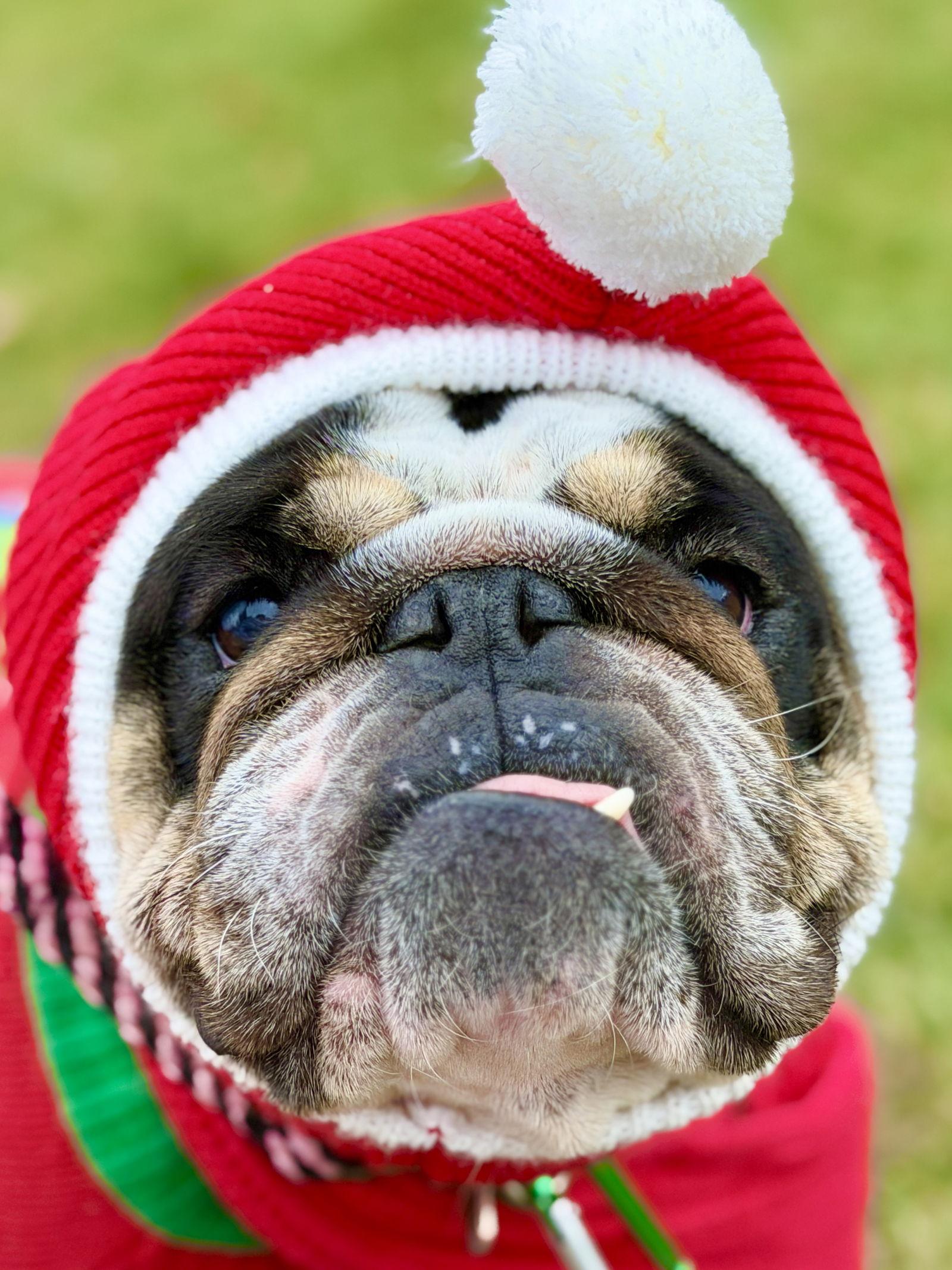 Enlarge Sushi (prev. Sha), a Adoptable English Bulldog in West Cornwall, CT image 1/3