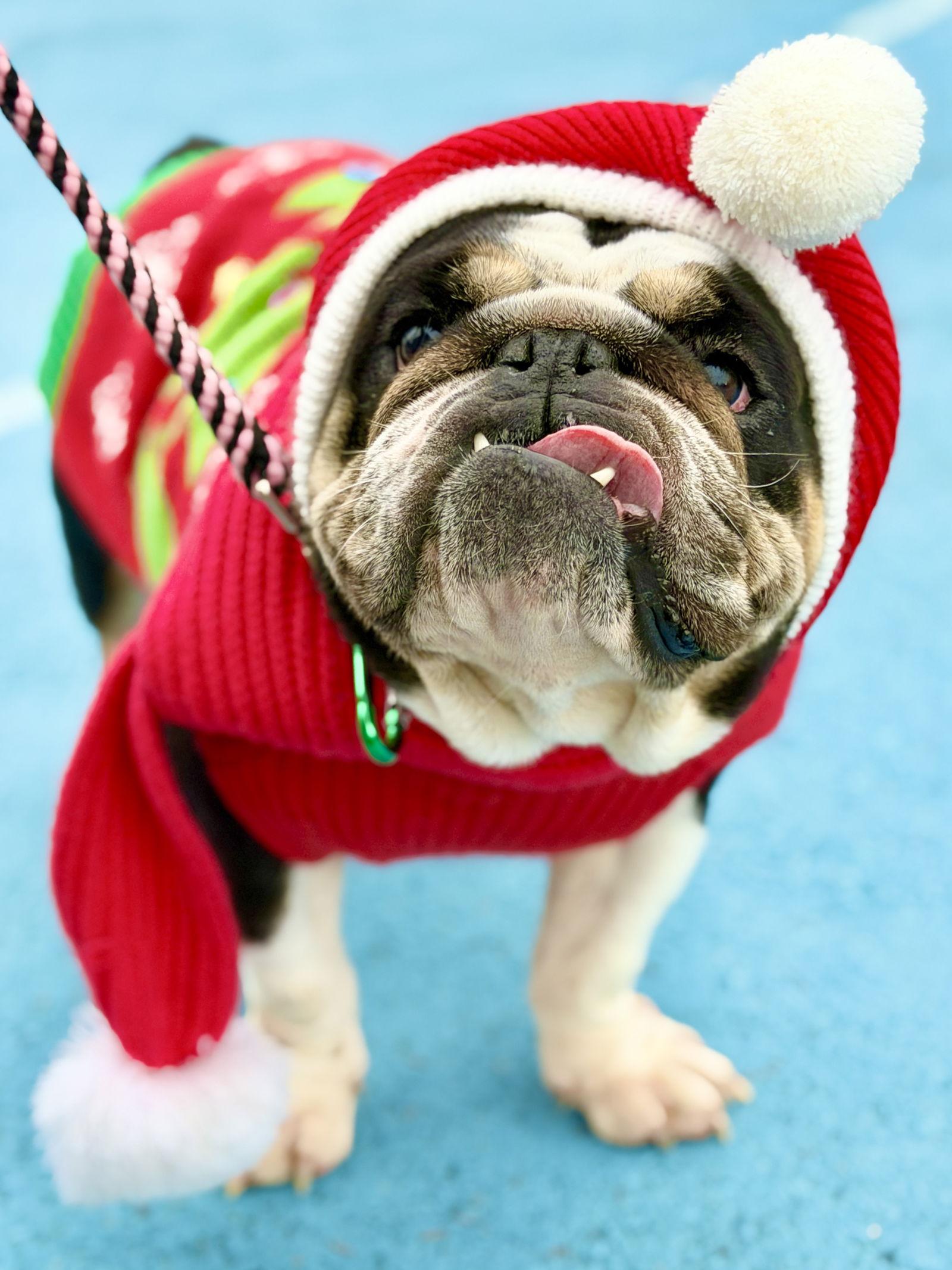 Enlarge Sushi (prev. Sha), a Adoptable English Bulldog in West Cornwall, CT image 2/3