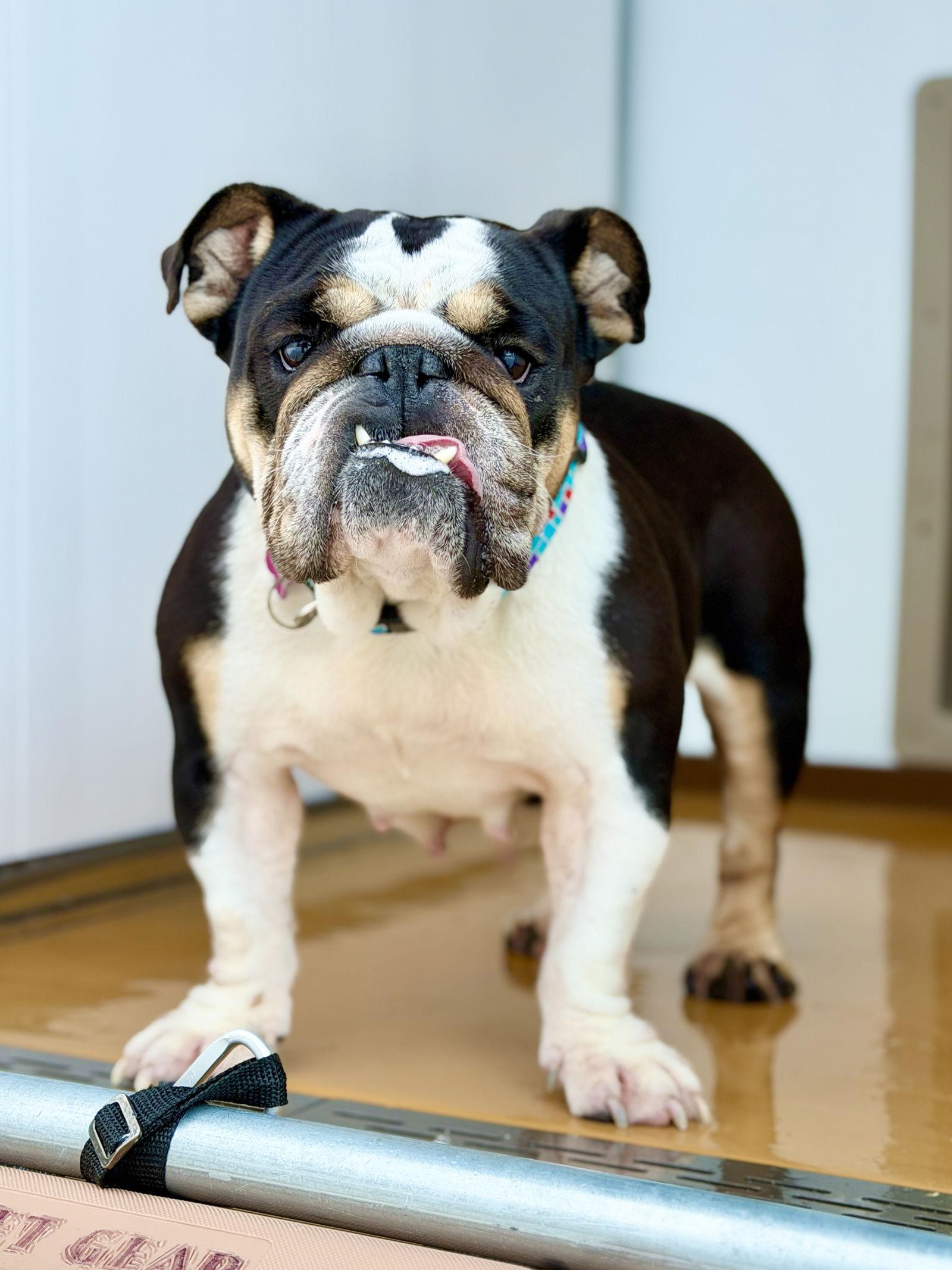 Enlarge Sushi (prev. Sha), a Adoptable English Bulldog in West Cornwall, CT image 3/3