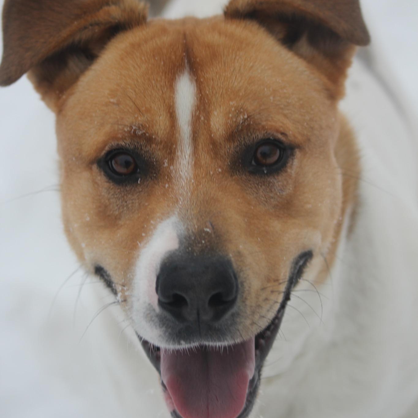 Eddie, adopted, Adult Male Shar-Pei.