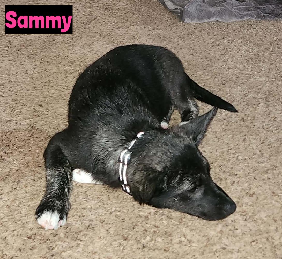 Sammy, ADOPTABLE, Puppy Female Shepherd.