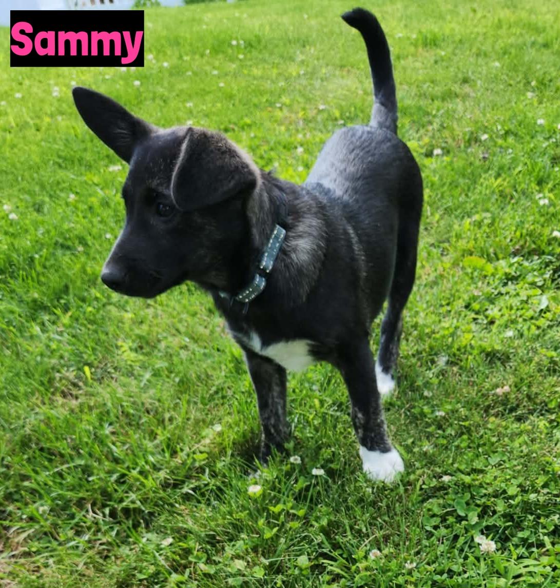 Enlarge Sammy, a ADOPTABLE mixed breed in Grand Rapids, MI image 2/2