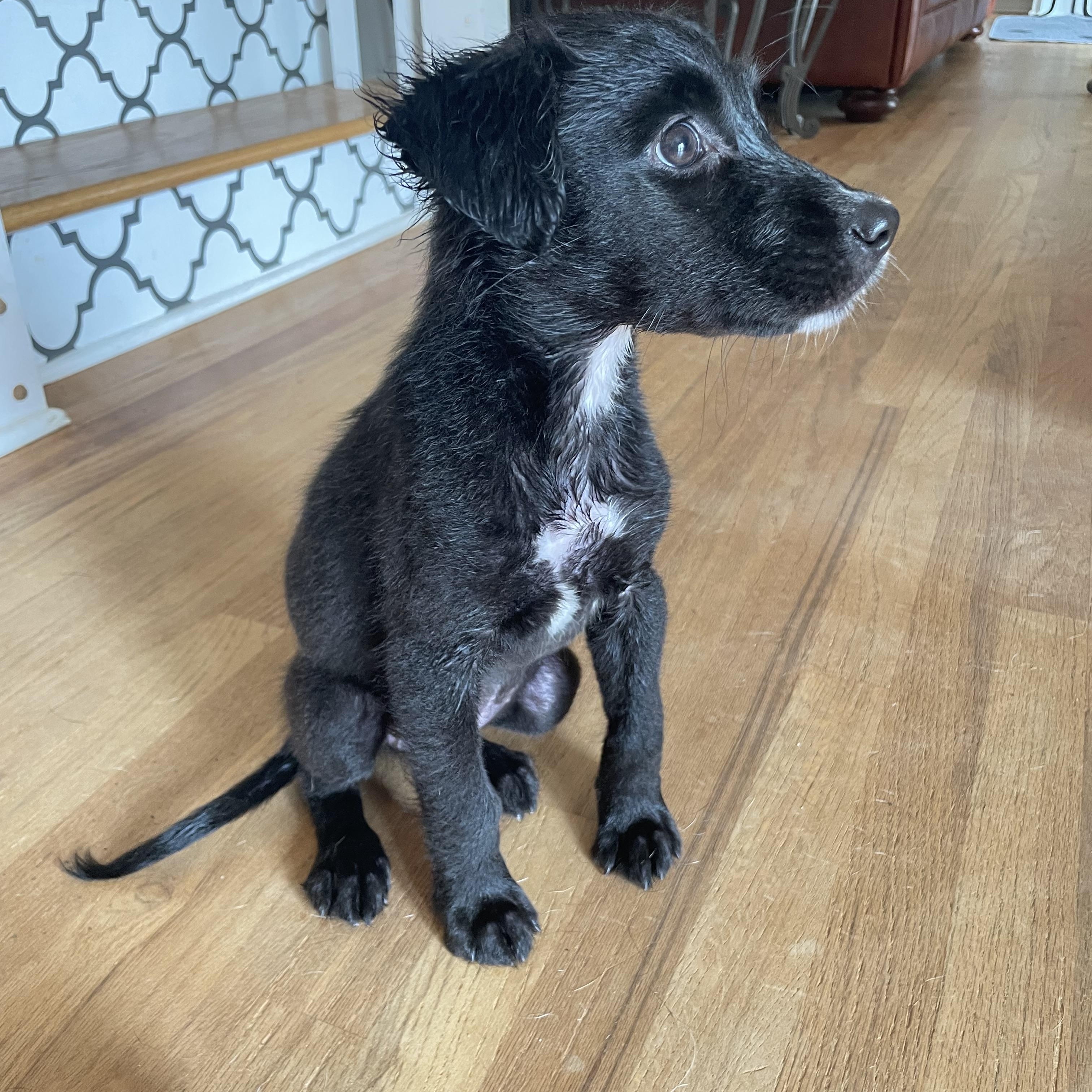Olive photo 3