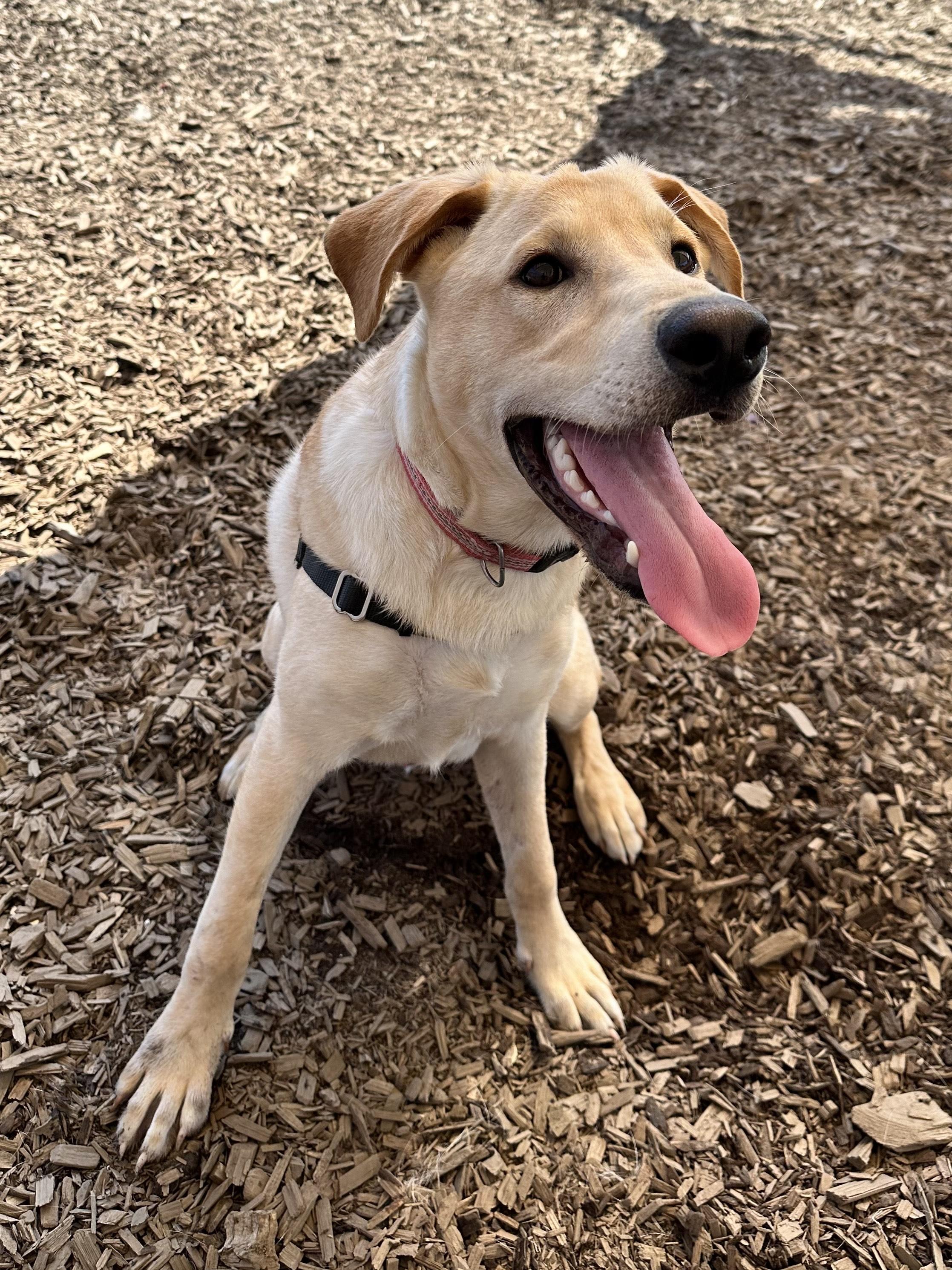 Quill, an adoptable Labrador Retriever, Shepherd in Bellingham, WA, 98226 | Photo Image 2