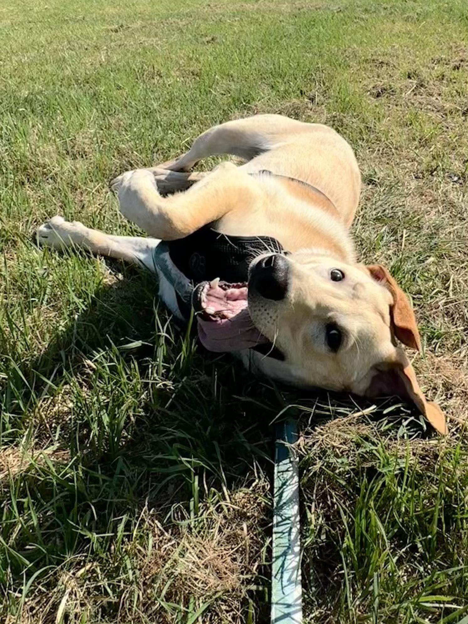 Quill, an adoptable Labrador Retriever, Shepherd in Bellingham, WA, 98226 | Photo Image 5