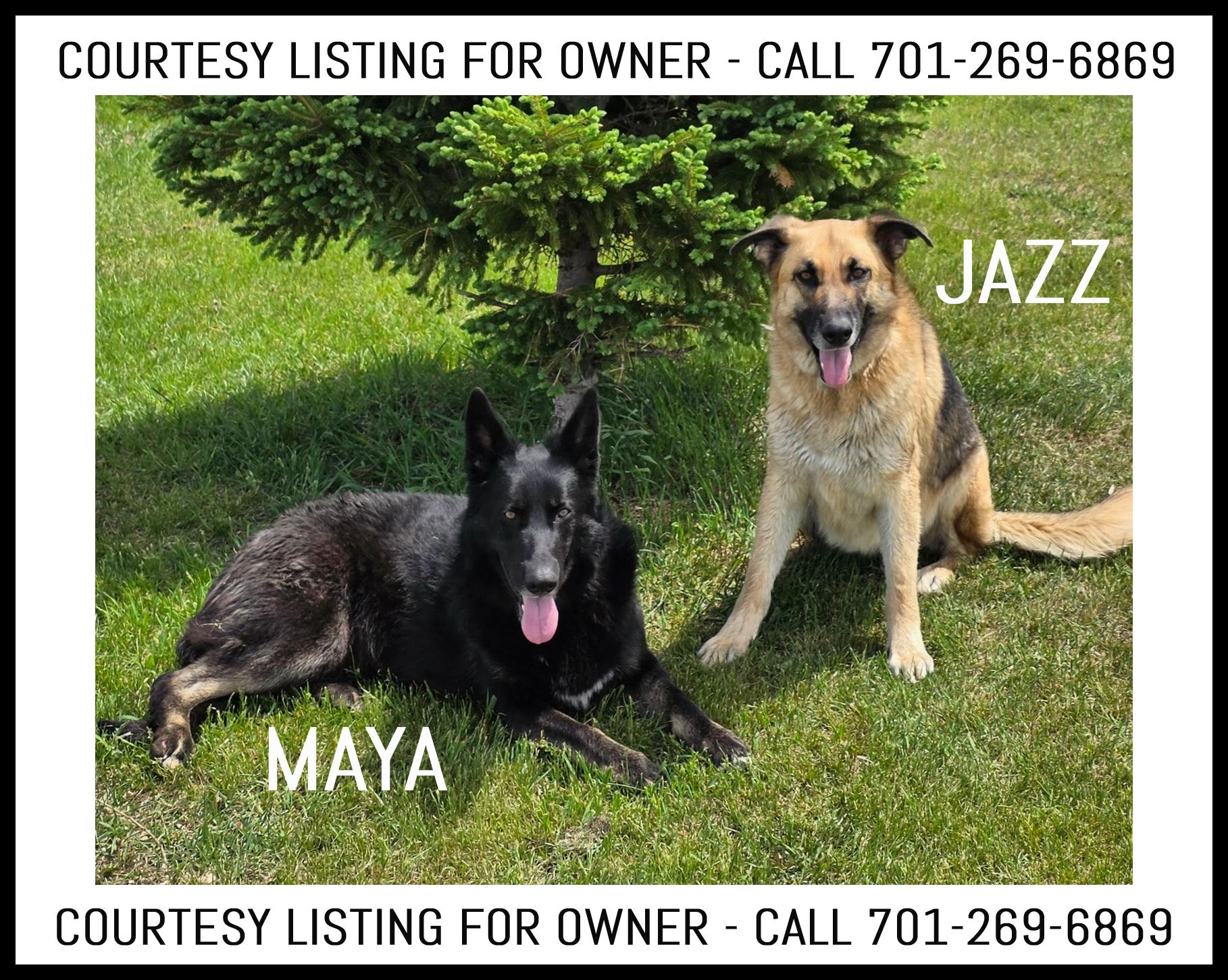 Maya & Jazz - COURTESY LISTING, ADOPTABLE, Adult Female German Shepherd Dog.