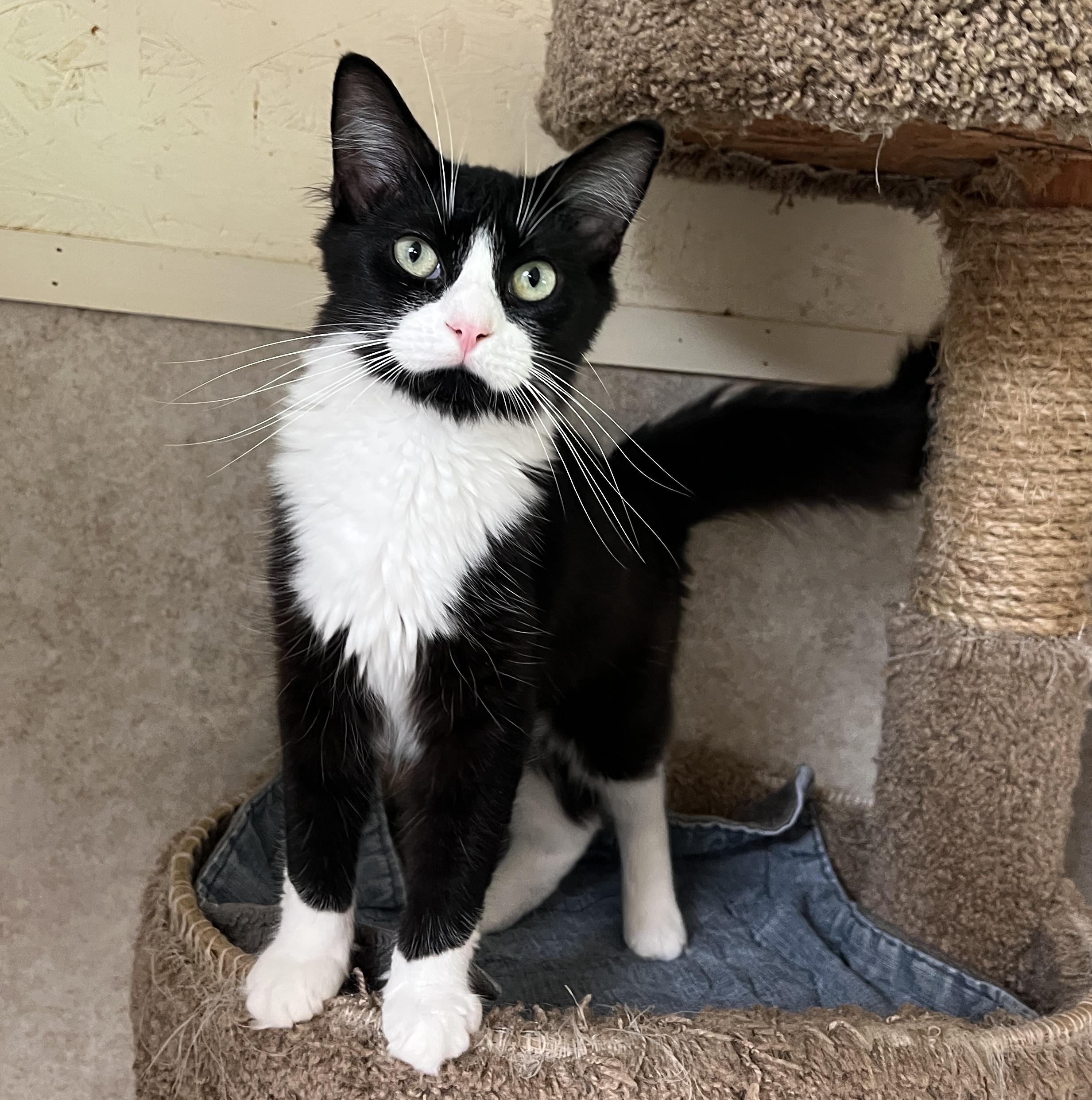 Chenille thumbnail 3