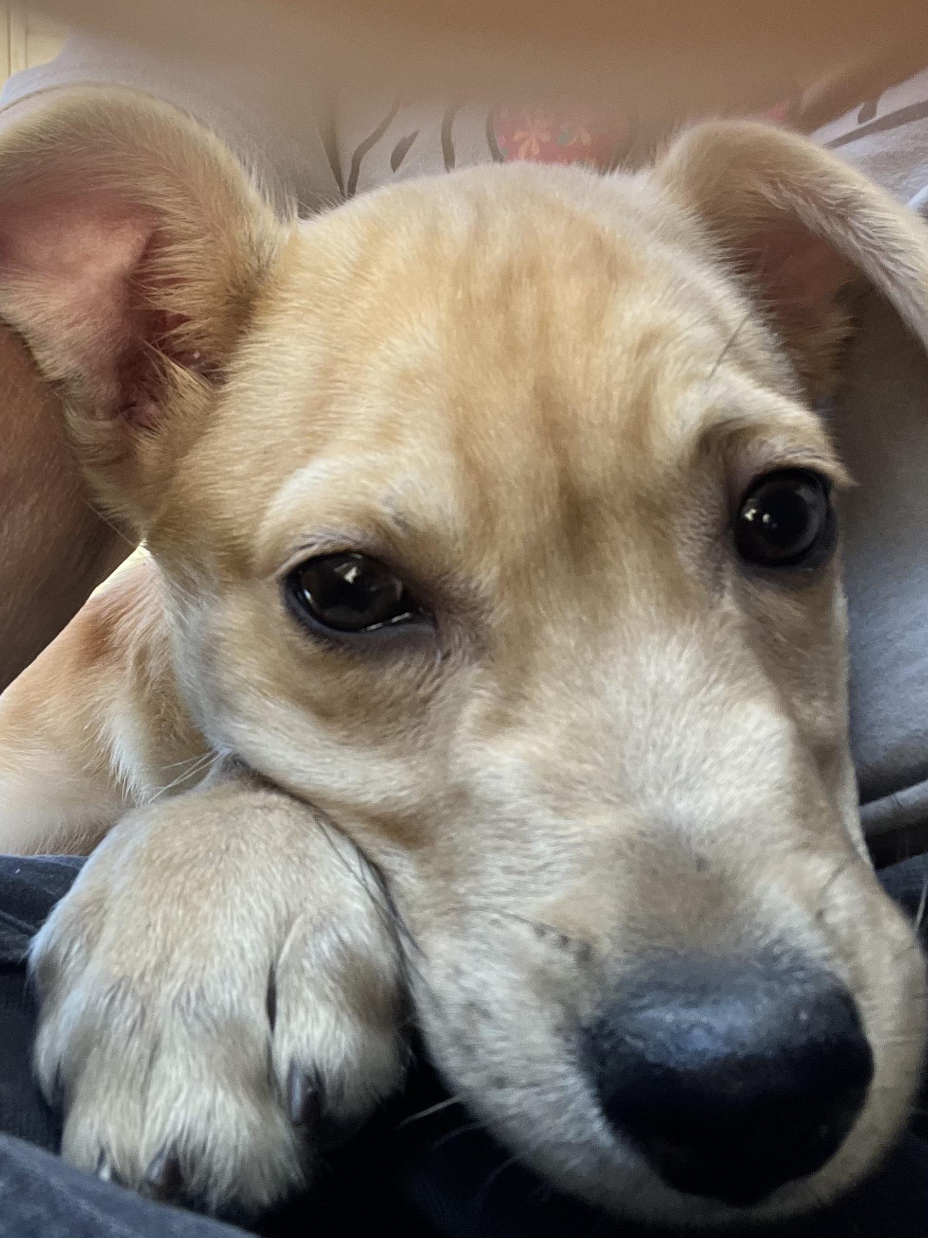Enlarge Alfredo, a Adoptable mixed breed in Farmington, MO image 1/5