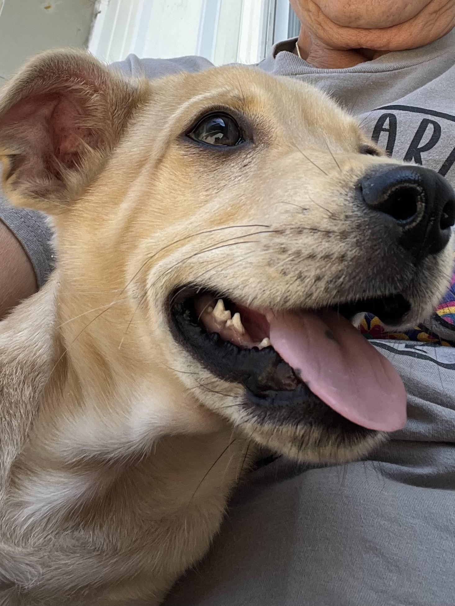 Enlarge Alfredo, a Adoptable mixed breed in Farmington, MO image 2/5