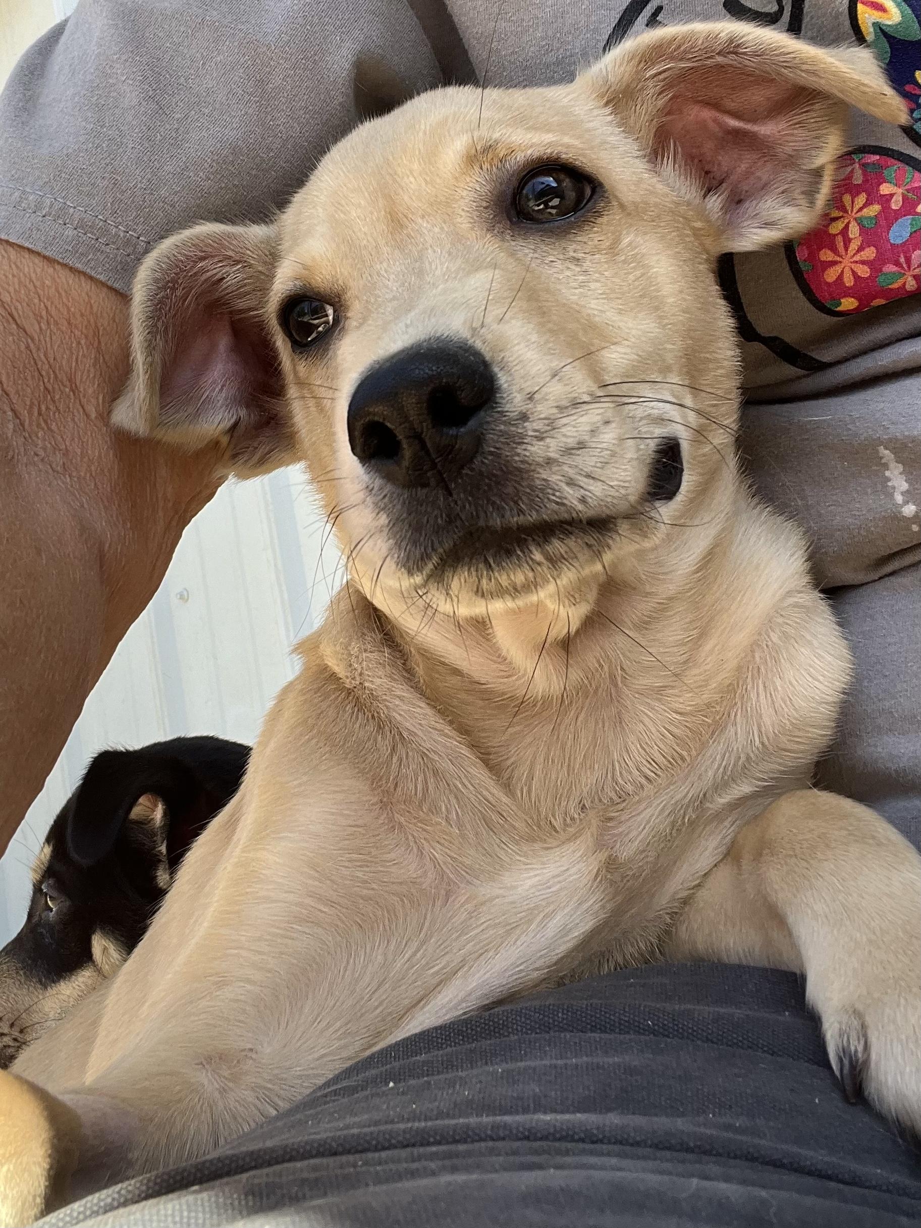 Enlarge Alfredo, a Adoptable mixed breed in Farmington, MO image 4/5