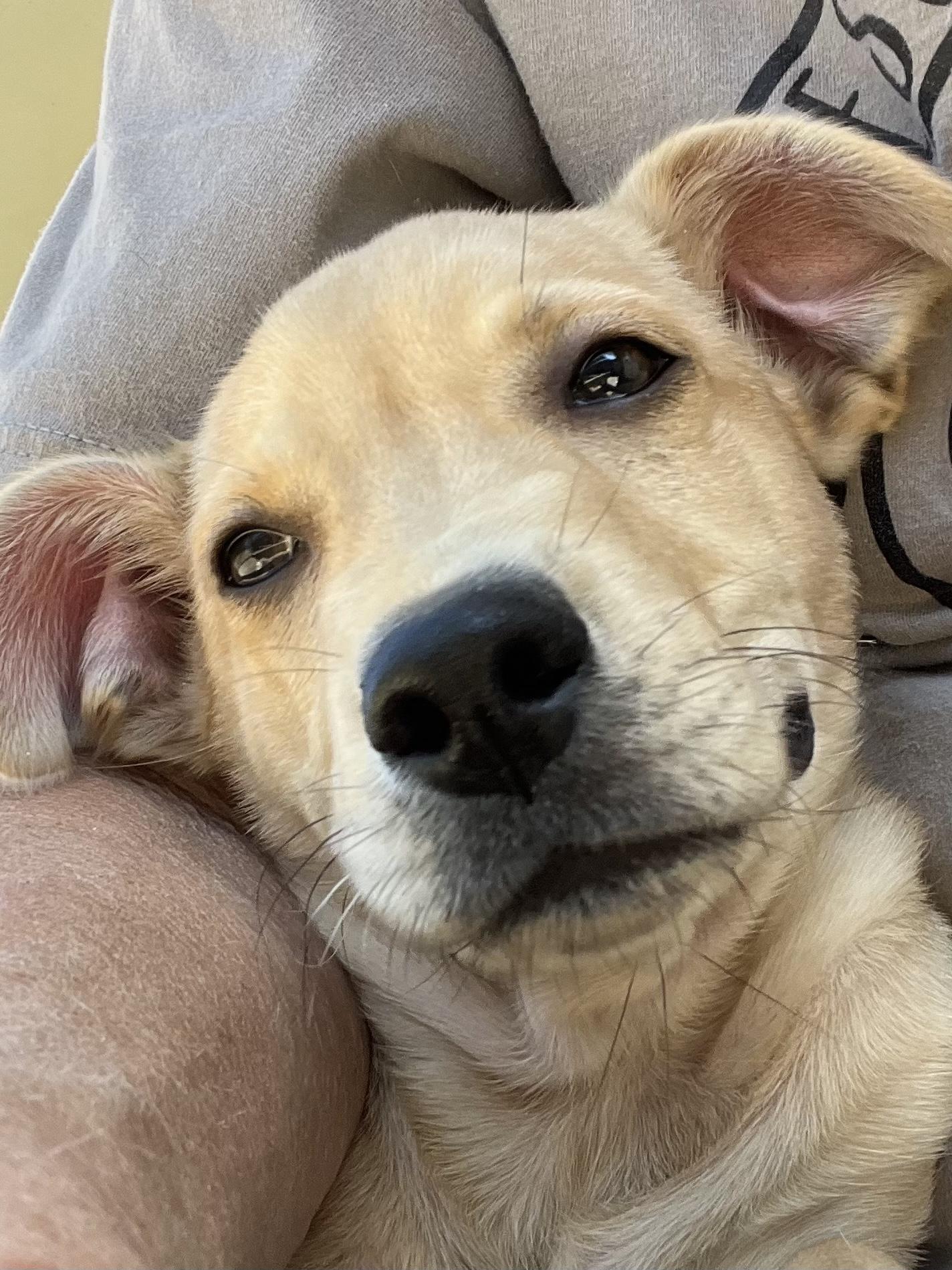 Enlarge Alfredo, a Adoptable mixed breed in Farmington, MO image 3/5