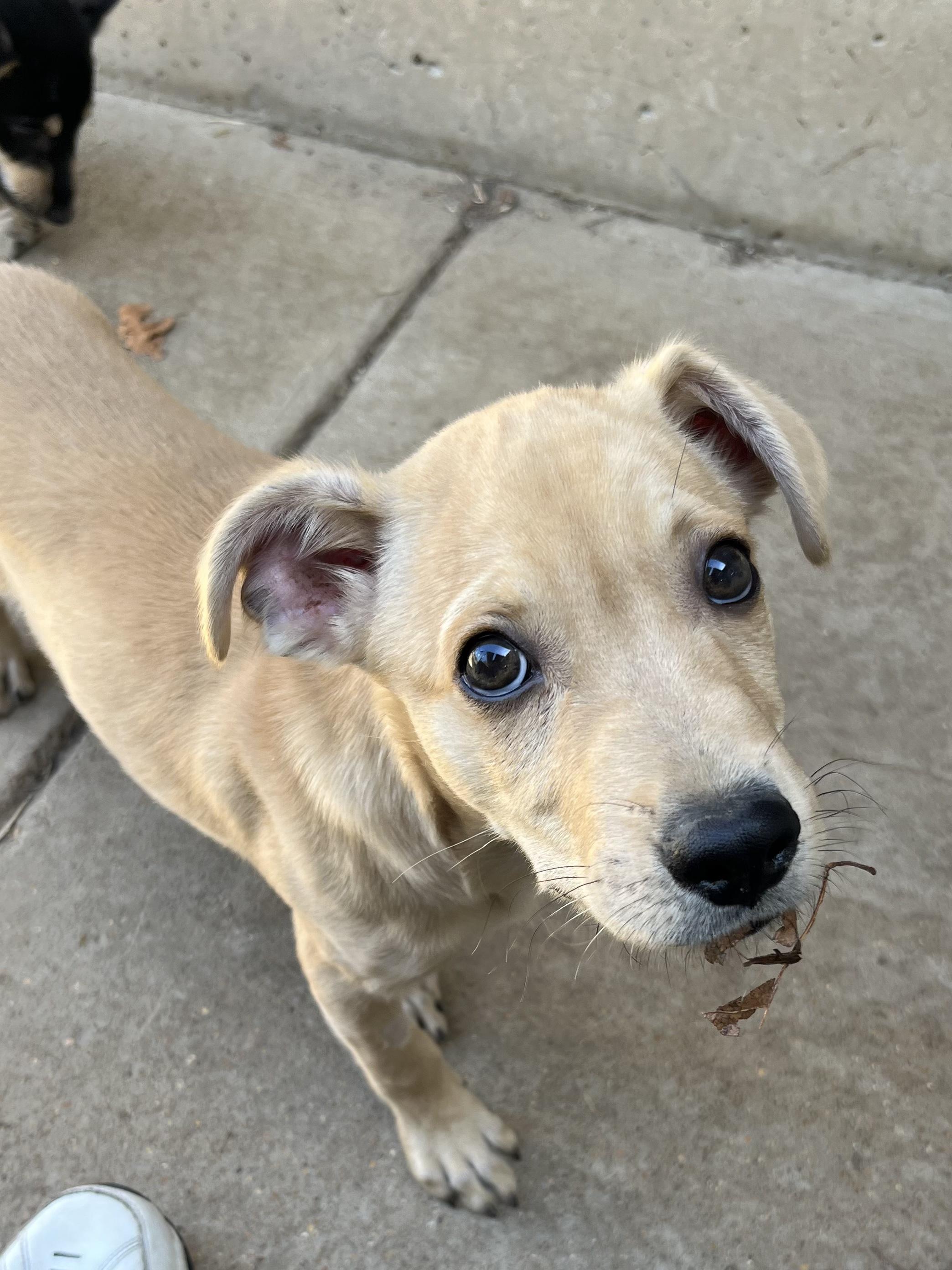 Enlarge Alfredo, a Adoptable mixed breed in Farmington, MO image 5/5