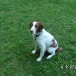 Enlarge Huckleberry - 20037690 - PA, a Adopted Brittany Spaniel in Altoona, PA image 1/3