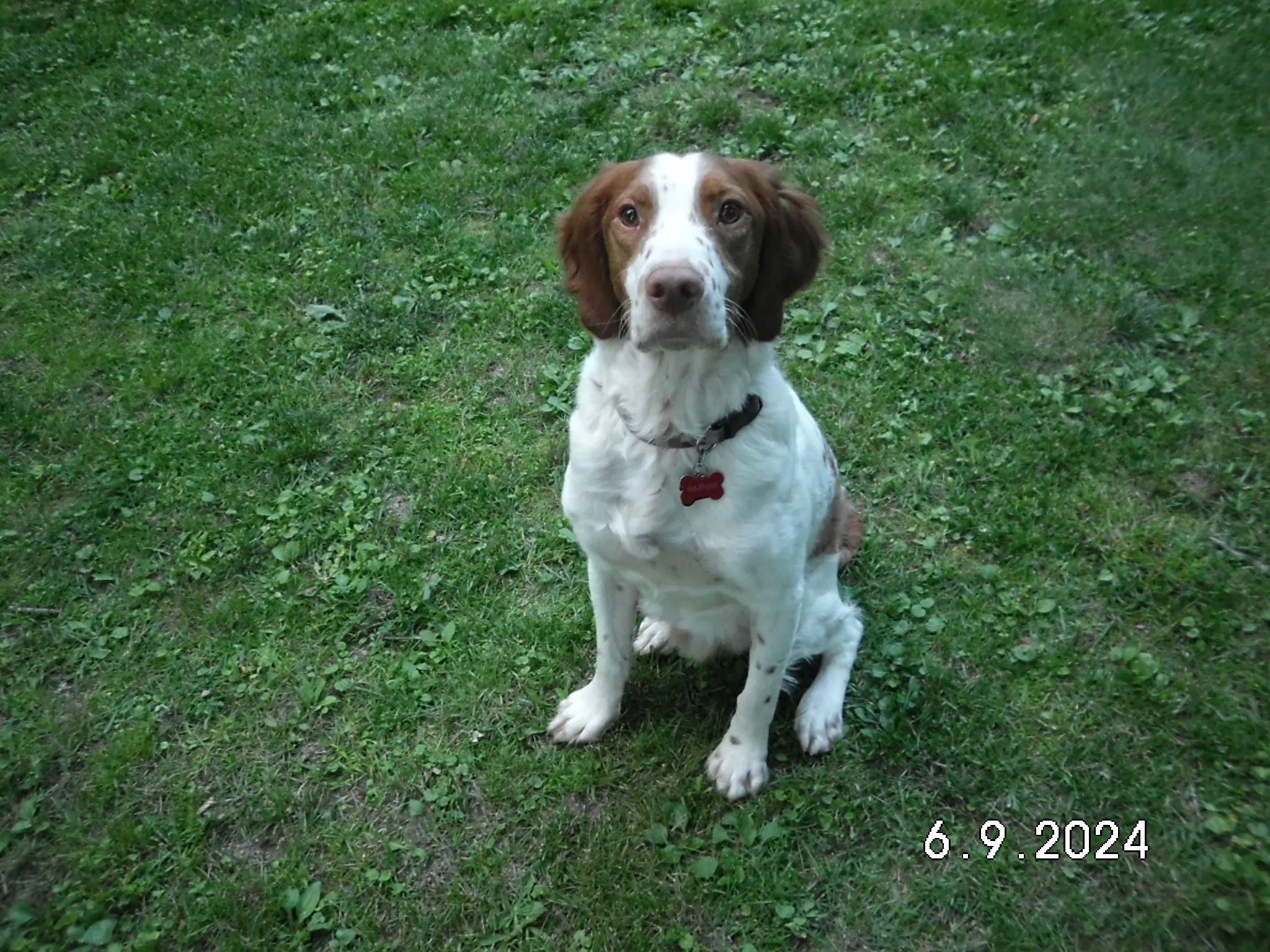 Enlarge Huckleberry - 20037690 - PA, a Adopted Brittany Spaniel in Altoona, PA image 2/3