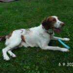 Enlarge Huckleberry - 20037690 - PA, a Adopted Brittany Spaniel in Altoona, PA image 3/3