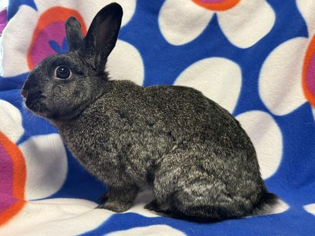 Enlarge Jill, a Adoptable Bunny Rabbit in Westerville, OH image 2/4
