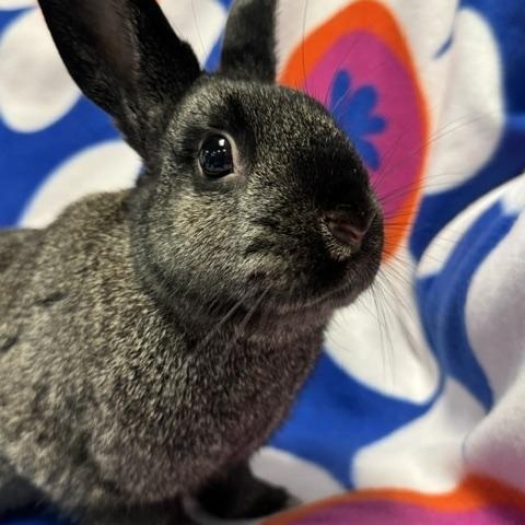 Enlarge Jill, a Adoptable Bunny Rabbit in Westerville, OH image 3/4