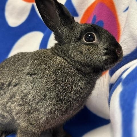 Enlarge Jill, a Adoptable Bunny Rabbit in Westerville, OH image 4/4