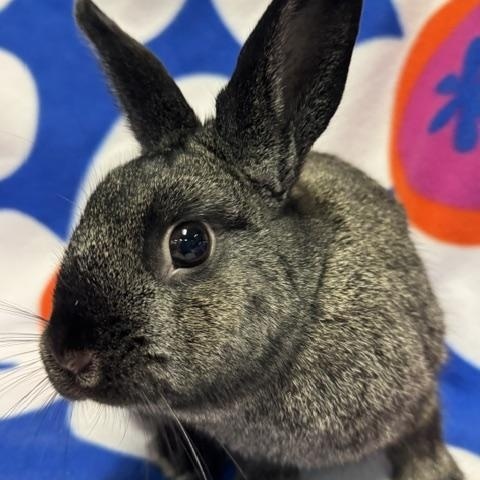 Jill, Adoptable, Adult Female Bunny Rabbit.