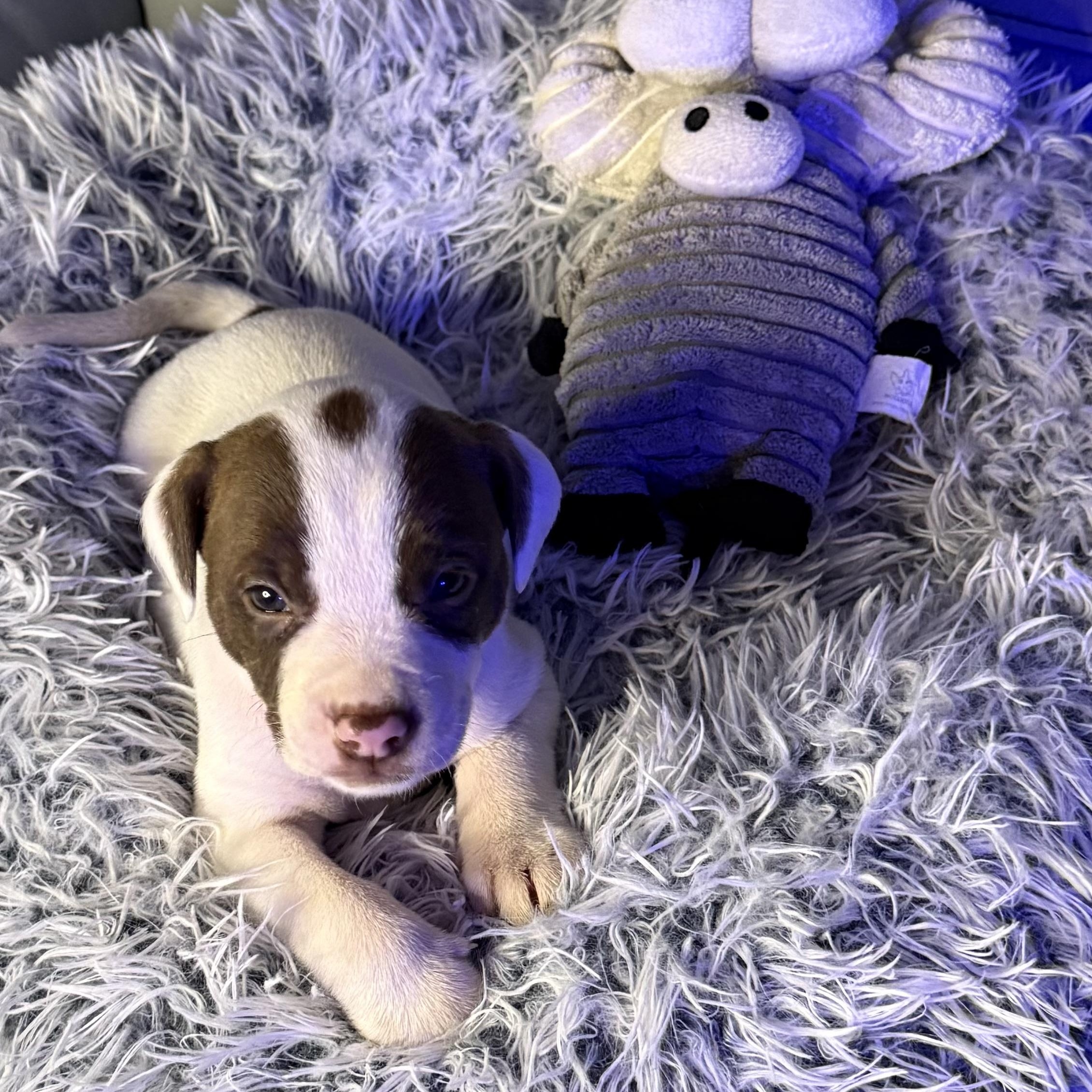 Calliope — thumbnail 2