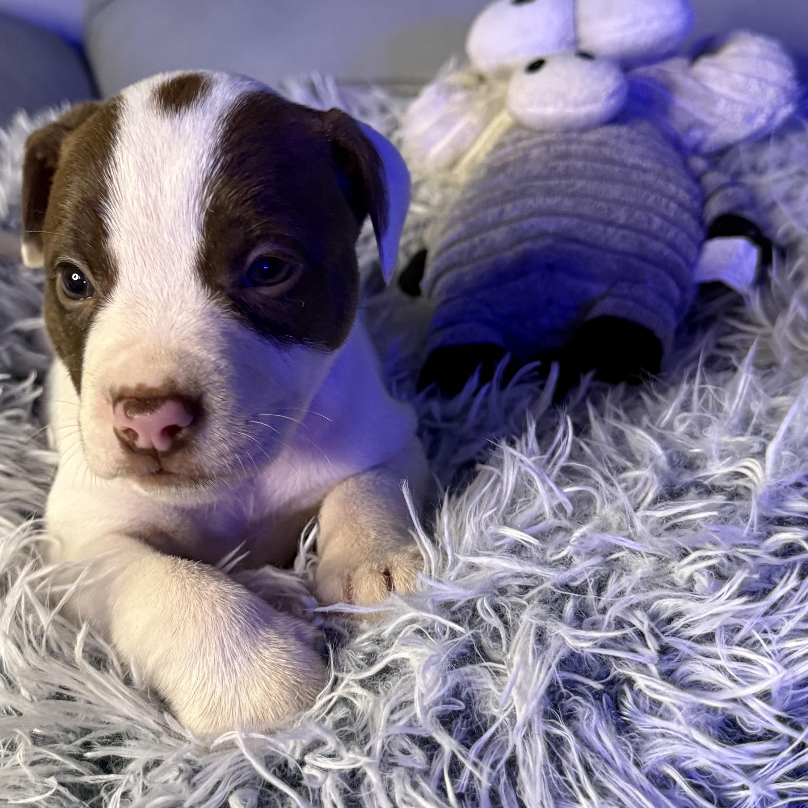 Calliope — thumbnail 3