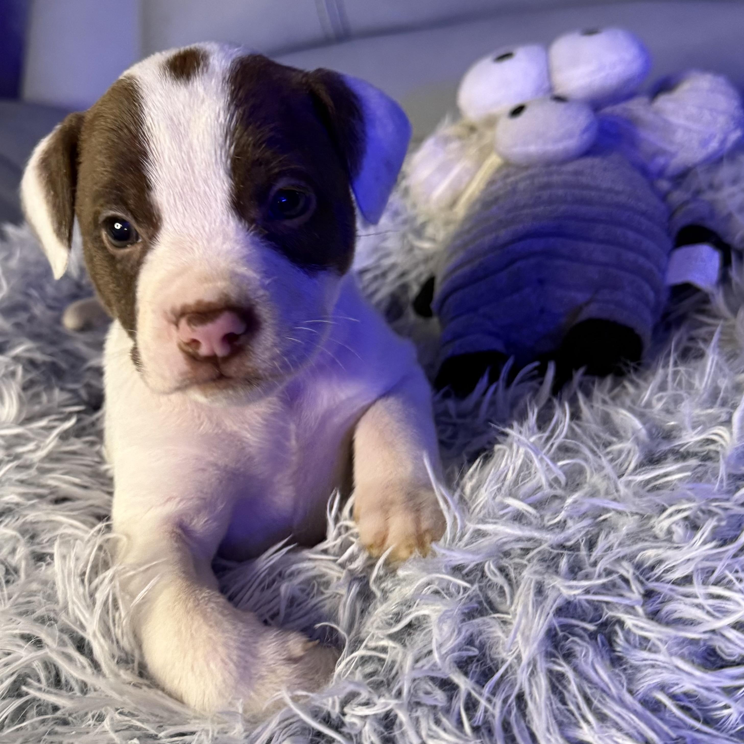 Calliope — thumbnail 4