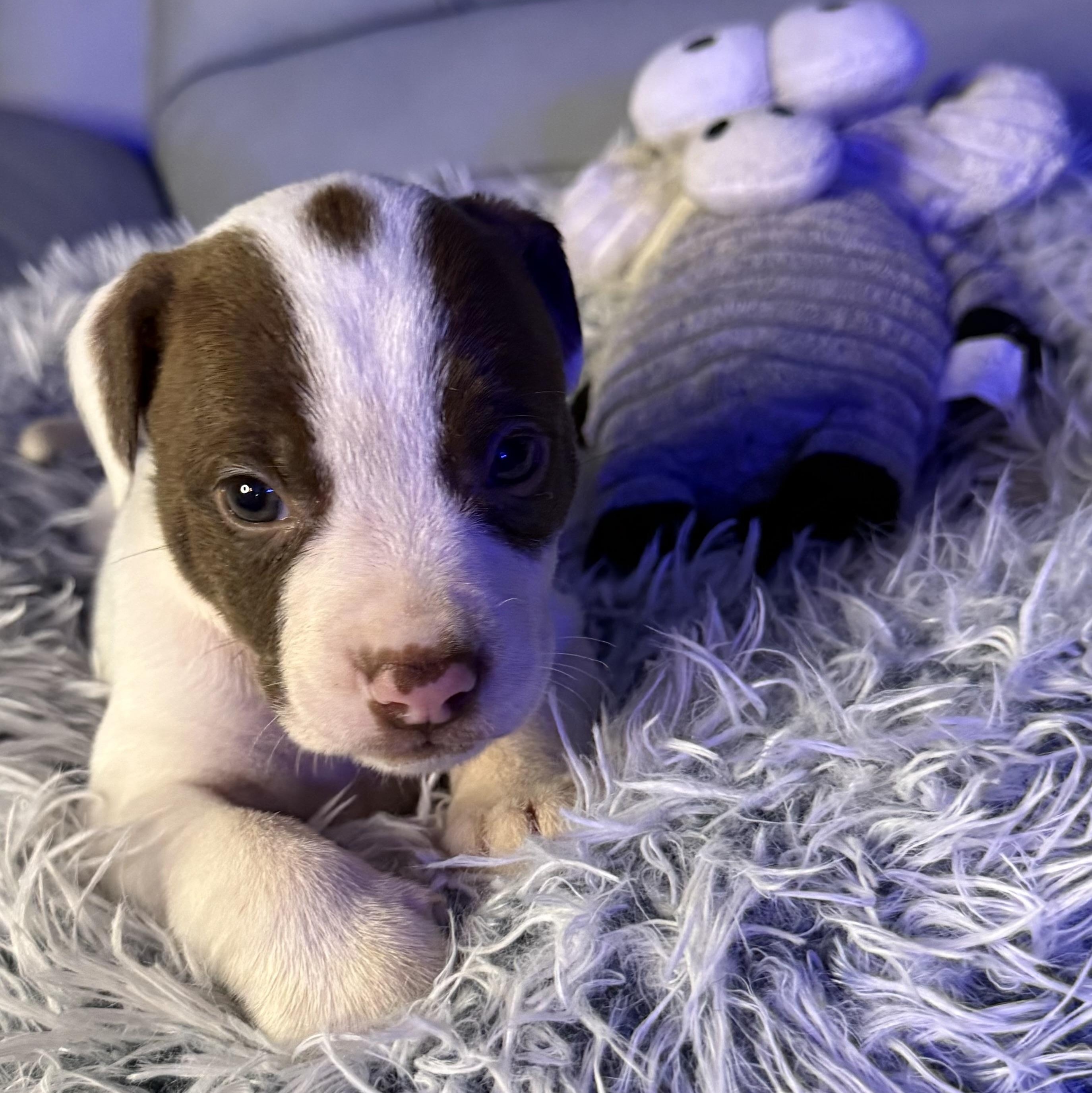 Calliope — thumbnail 5