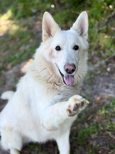Enlarge SALTY SPITOON, a Adoptable German Shepherd Dog in Fort Walton Beach, FL image 1/1