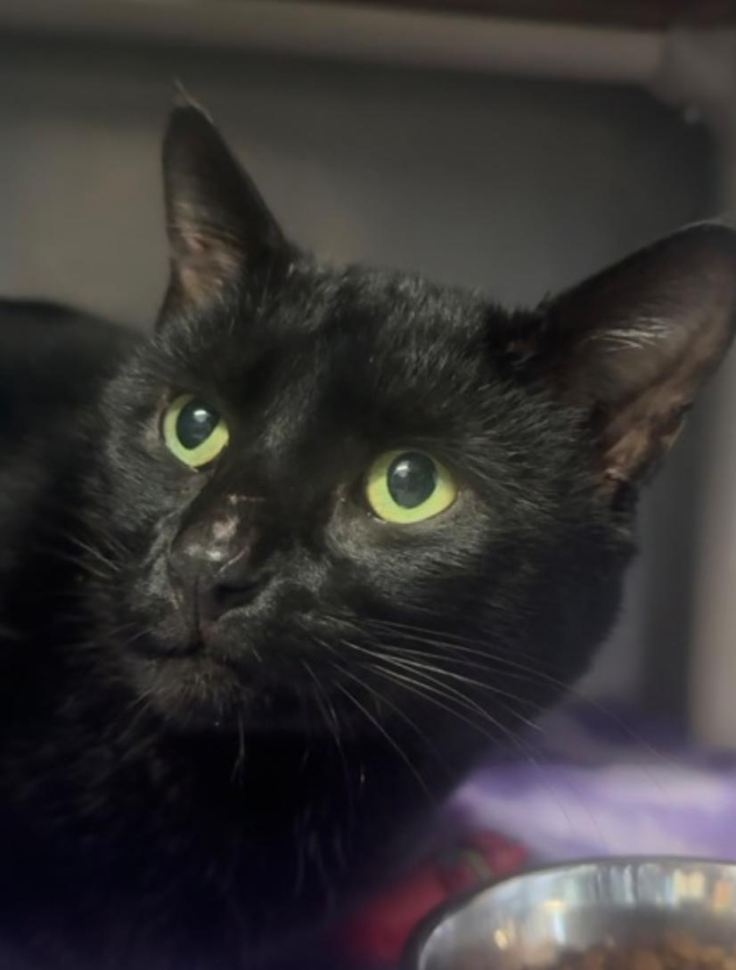 Nevermore, adopted, Adult Male Domestic Short Hair.