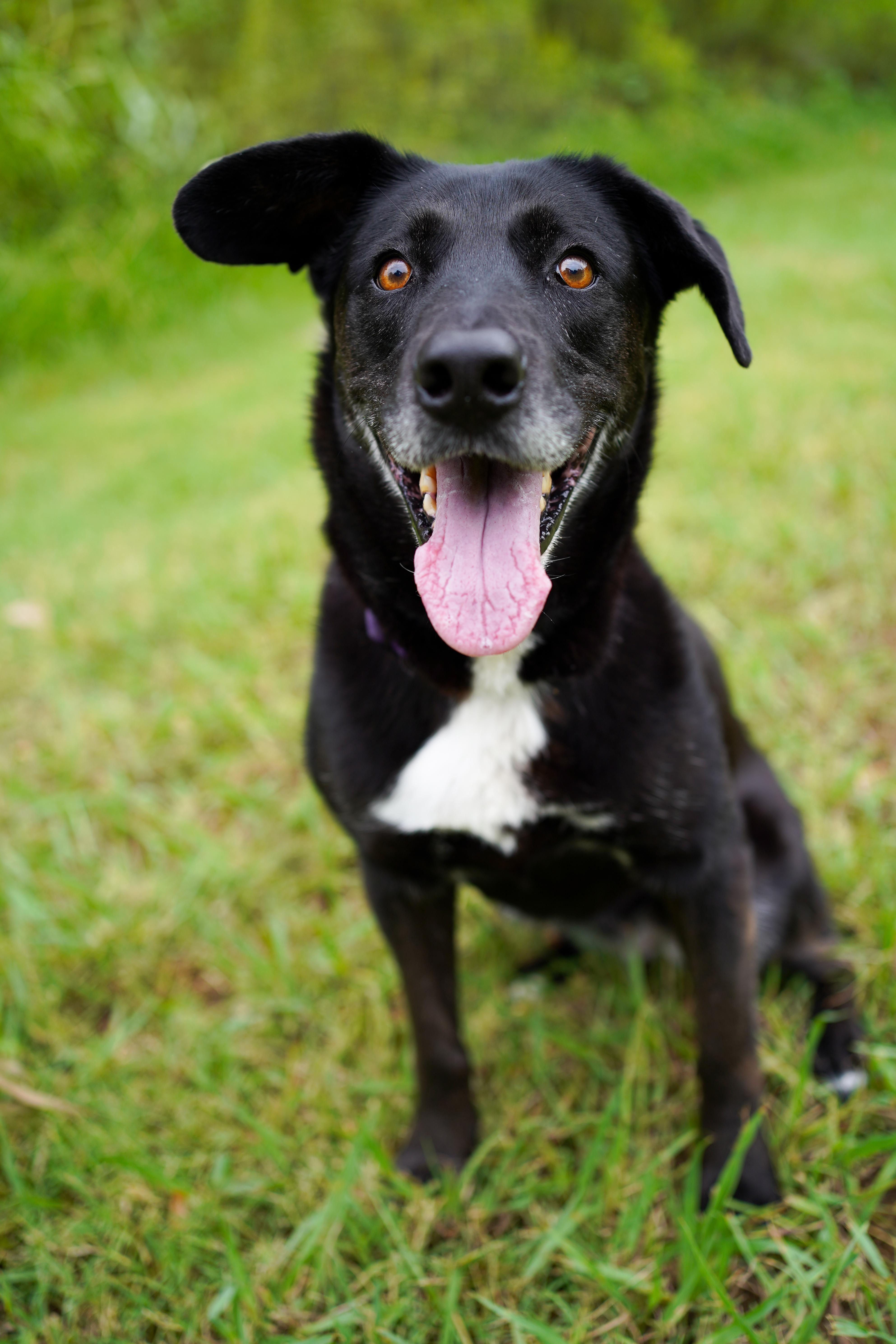 Enlarge Penny, a Adoptable Husky in Dallas, TX image 5/5