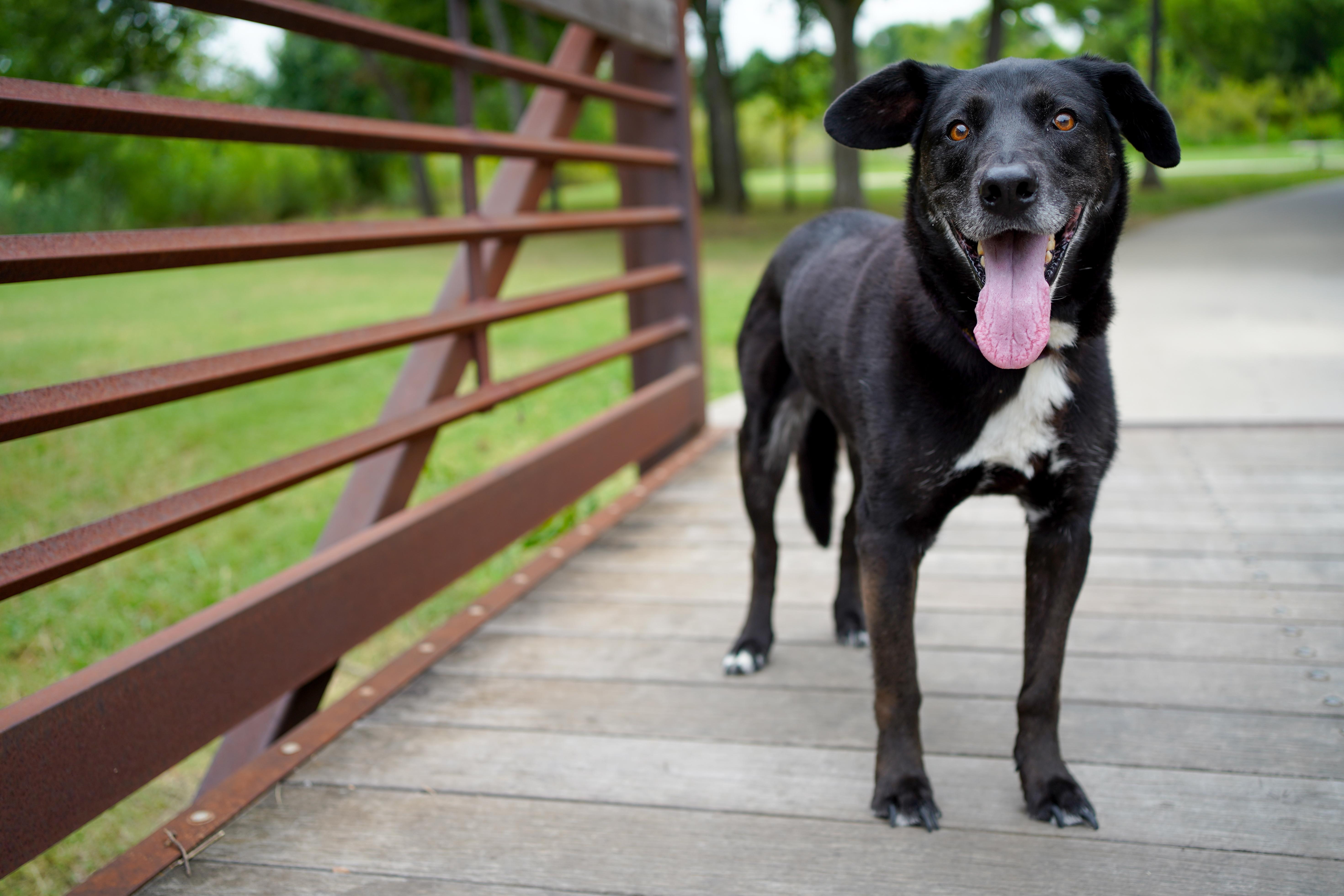 Enlarge Penny, a Adoptable Husky in Dallas, TX image 4/5