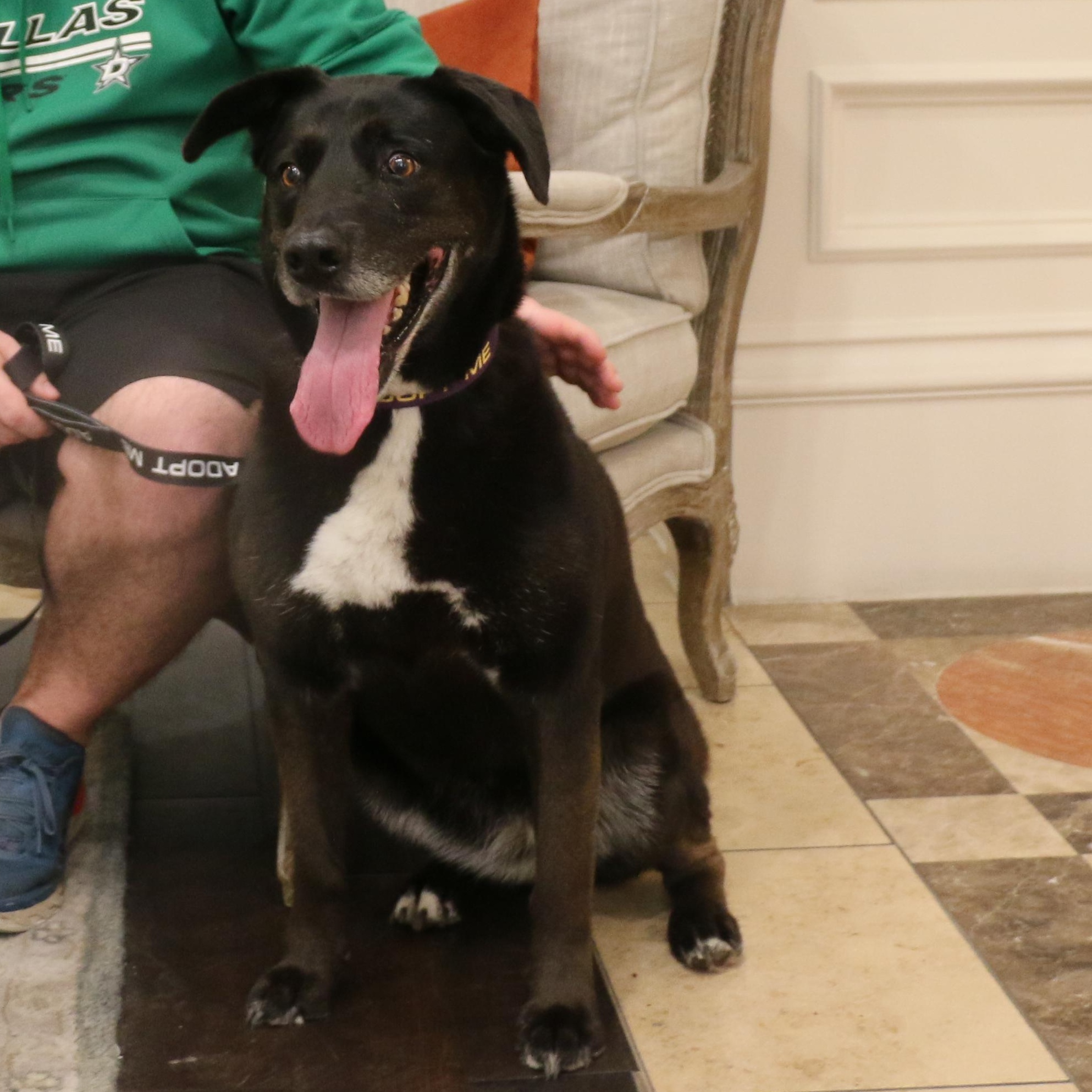 Enlarge Penny, a Adoptable Husky in Dallas, TX image 2/5