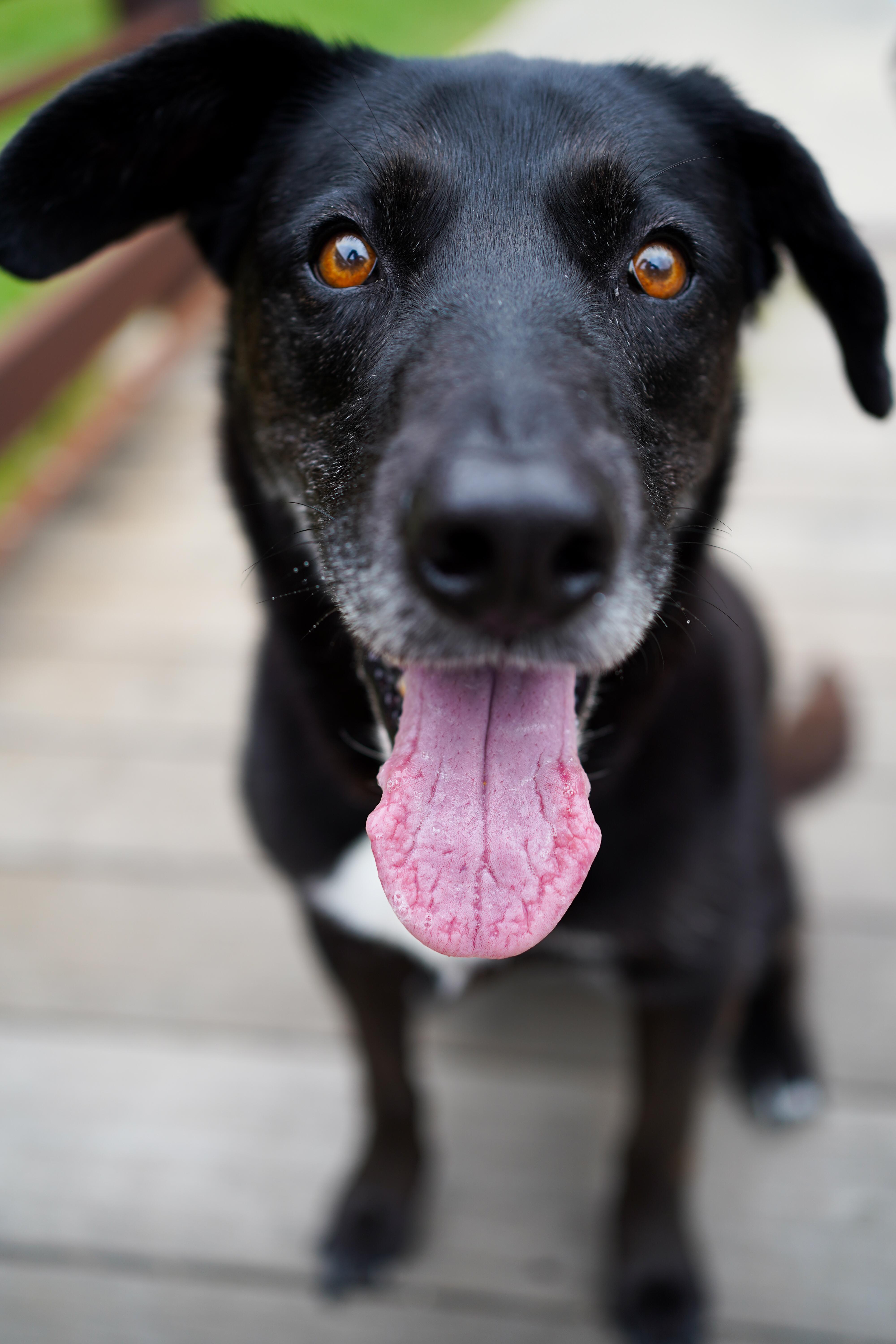Enlarge Penny, a Adoptable Husky in Dallas, TX image 1/5