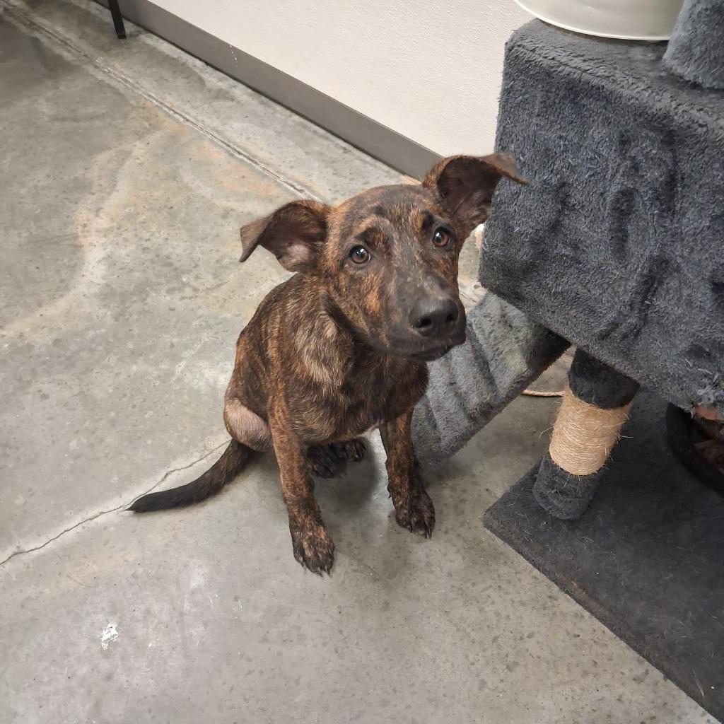 Enlarge Emillio, a Adoptable mixed breed in Gautier, MS image 1/2