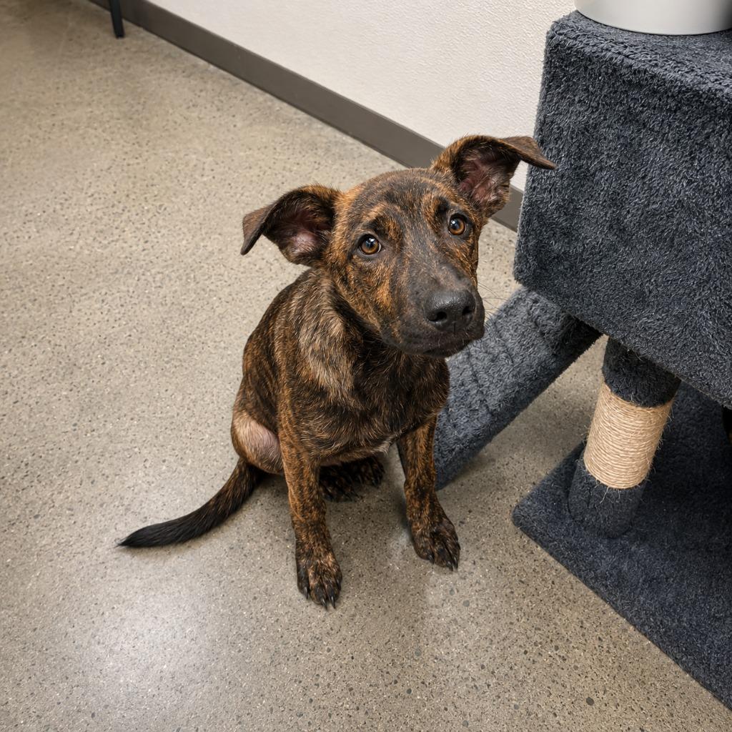 Enlarge Emillio, a Adoptable mixed breed in Gautier, MS image 2/2