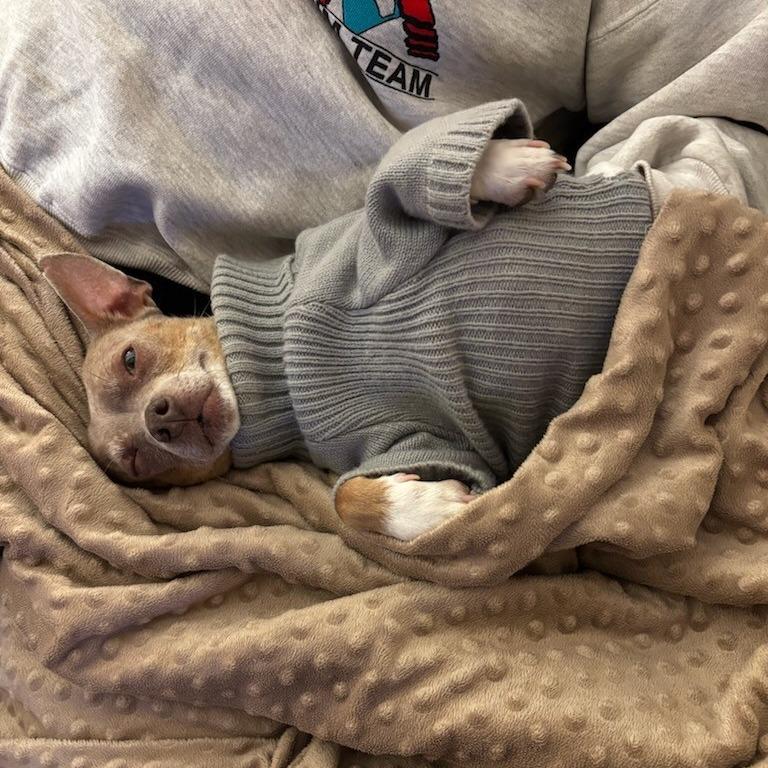 Bratwurst, Adoptable, Senior Male Chihuahua.