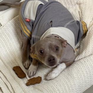 Enlarge Bratwurst, a Adoptable mixed breed in Indianapolis, IN image 2/6