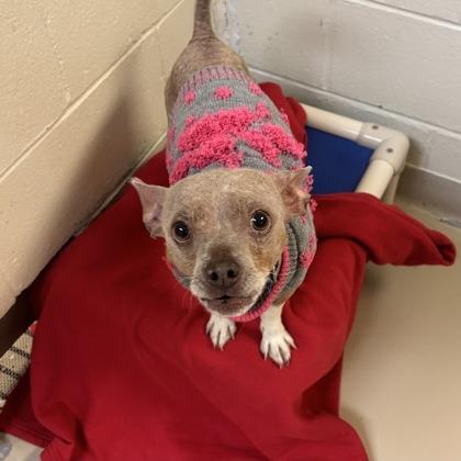 Enlarge Bratwurst, a Adoptable mixed breed in Indianapolis, IN image 3/6