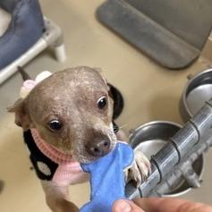 Enlarge Bratwurst, a Adoptable mixed breed in Indianapolis, IN image 4/6