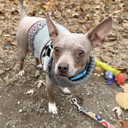 Bratwurst — thumbnail 4