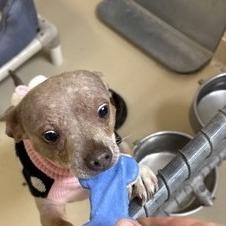 Bratwurst — thumbnail 5