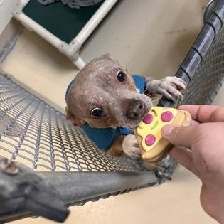 Enlarge Bratwurst, a Adoptable mixed breed in Indianapolis, IN image 6/6