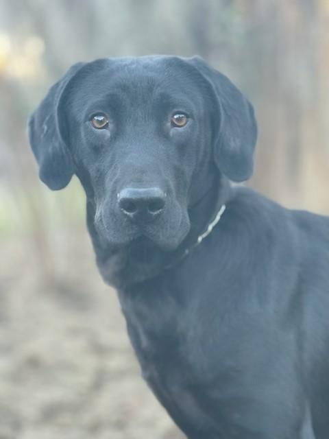 Blue, ADOPTABLE, Young Male Labrador Retriever.
