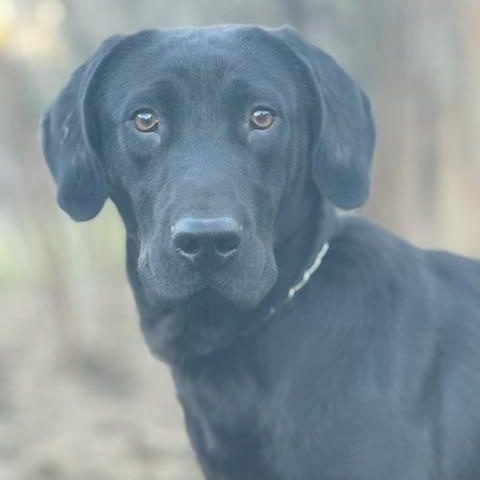 Blue, a ADOPTABLE mixed breed in Unionville, CT image 1/4