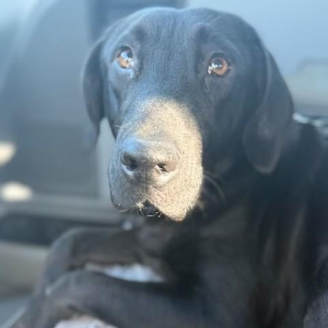 Blue, a ADOPTABLE mixed breed in Unionville, CT image 2/4