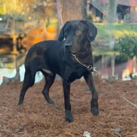 Blue, a ADOPTABLE mixed breed in Unionville, CT image 3/4