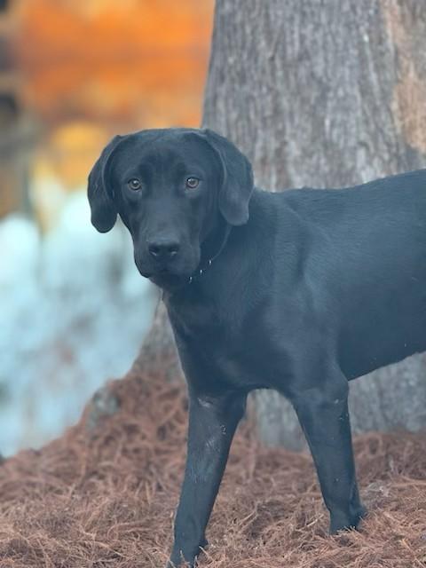 Blue, a ADOPTABLE mixed breed in Unionville, CT image 4/4