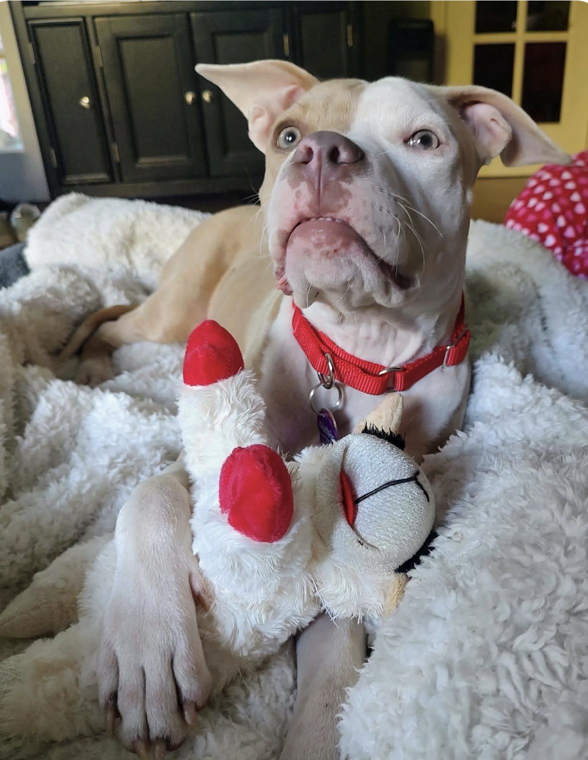 Enlarge Carly, a Adoptable mixed breed in Youngstown, OH image 3/6